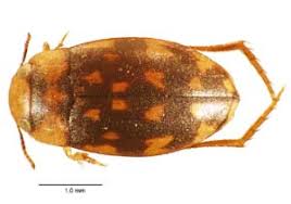 Attēlu rezultāti vaicājumam “Dytiscidae”