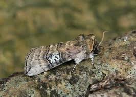 Attēlu rezultāti vaicājumam “Tethea or”