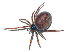 Attēlu rezultāti vaicājumam “Steatoda grossa”
