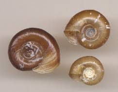 Attēlu rezultāti vaicājumam “Planorbidae”