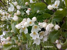 Attēlu rezultāti vaicājumam “Malus mandshurica”