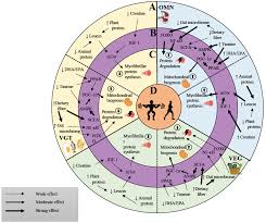 Image result for Vegetarian Cycle & Athletic Club