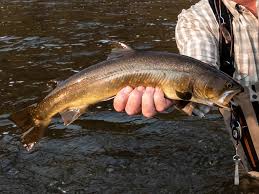 Image result for Salvelinus confluentus