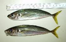Image result for Trachurus trachurus