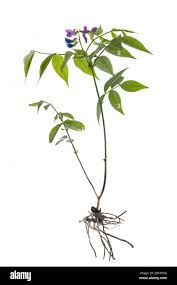 Attēlu rezultāti vaicājumam “Lathyrus vernus leaf”