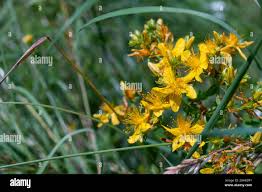 Attēlu rezultāti vaicājumam “Hypericum maculatum flower”