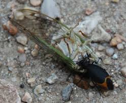 Attēlu rezultāti vaicājumam “Meloe sp. larva”