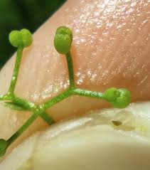 Attēlu rezultāti vaicājumam “Galium elongatum leaf”