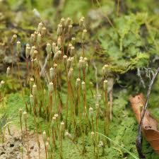 Attēlu rezultāti vaicājumam “Hedwigia ciliata sporophyte”