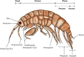 Attēlu rezultāti vaicājumam “Amphipoda”