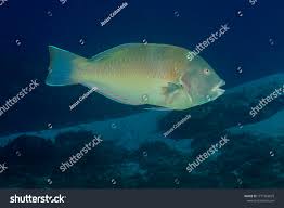 Image result for Halichoeres radiatus