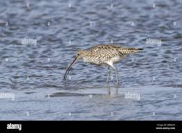 Attēlu rezultāti vaicājumam “Numenius arquata adult”