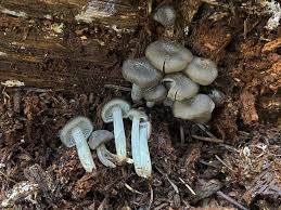 Attēlu rezultāti vaicājumam “Porotheleum fimbriatum”