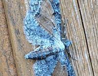 Attēlu rezultāti vaicājumam “Eupithecia icterata female”