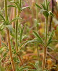 Attēlu rezultāti vaicājumam “Cerastium sylvaticum”