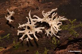 Attēlu rezultāti vaicājumam “Lentaria sp.”