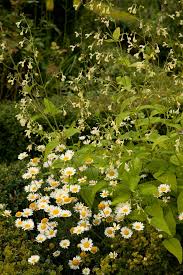 Attēlu rezultāti vaicājumam “Anthemis tinctoria flower”
