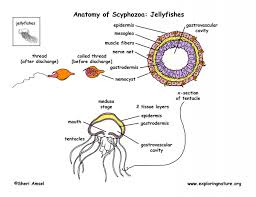 Attēlu rezultāti vaicājumam “Scyphozoa”