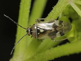 Attēlu rezultāti vaicājumam “Orthops campestris”