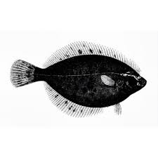 Image result for Liopsetta glacialis