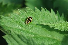 Attēlu rezultāti vaicājumam “Coccinula quatuordecimpustulata”