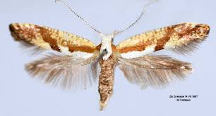 Attēlu rezultāti vaicājumam “Argyresthia pruniella”