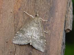 Attēlu rezultāti vaicājumam “Udea prunalis”