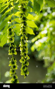 Attēlu rezultāti vaicājumam “Pterocarya fraxinifolia leaf”