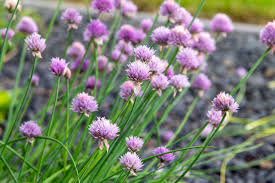 Image result for Allium schoenoprasum