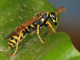 Attēlu rezultāti vaicājumam “Polistes nimpha”