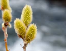 Attēlu rezultāti vaicājumam “Salix triandra male flower”