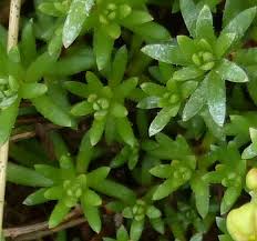 Attēlu rezultāti vaicājumam “Saxifraga cymbalaria fruit”