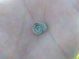 Attēlu rezultāti vaicājumam “Planorbis planorbis”