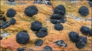 Attēlu rezultāti vaicājumam “Porpidia macrocarpa”