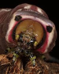 Attēlu rezultāti vaicājumam “Cerura vinula larva”