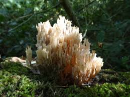 Attēlu rezultāti vaicājumam “Clavicorona pyxidata”