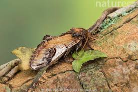 Attēlu rezultāti vaicājumam “Notodonta ziczac”