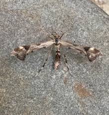 Attēlu rezultāti vaicājumam “Platyptilia sp.”