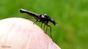 Attēlu rezultāti vaicājumam “Bibionidae female”