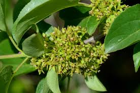 Attēlu rezultāti vaicājumam “Rhamnus cathartica”