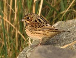 Image result for Emberiza fucata