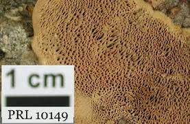 Attēlu rezultāti vaicājumam “Hapalopilus nidulans”