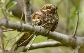 Attēlu rezultāti vaicājumam “Caprimulgus europaeus adult”