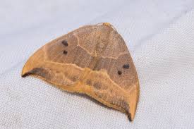 Attēlu rezultāti vaicājumam “Watsonalla binaria”