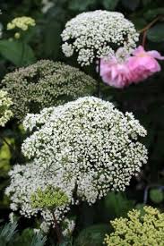 Attēlu rezultāti vaicājumam “Cenolophium denudatum”