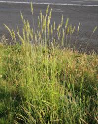 Attēlu rezultāti vaicājumam “Anthoxanthum odoratum fruit”
