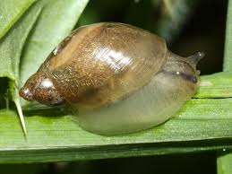 Attēlu rezultāti vaicājumam “Succinea”