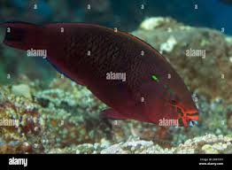 Image result for Scarus niger