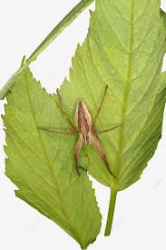 Attēlu rezultāti vaicājumam “Pisaura mirabilis”