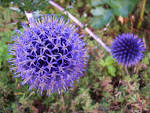 File:Echinops Ain France.jpg - Wikimedia Commons